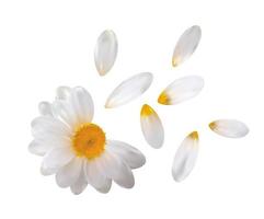 fleur de camomille réaliste avec des pétales volants isolés sur fond blanc. illustration vectorielle vecteur