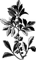 du sud la cire myrte ou du sud bayberry ou chandelle ou suif ou myrica cerifère ancien gravure vecteur