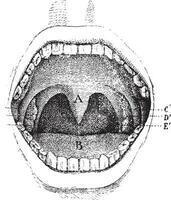 bouche à l'intérieur de le cavité, ancien gravure. vecteur