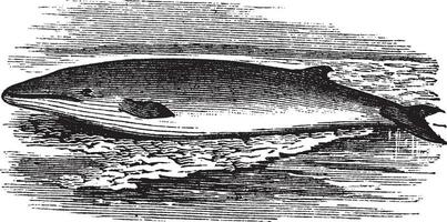 ailette baleine ou balénoptères physalus ancien gravure vecteur