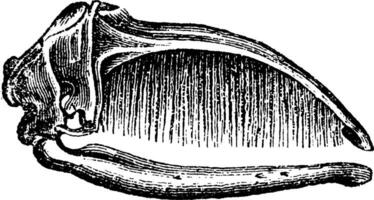 baleine baleine crâne, ancien gravure. vecteur