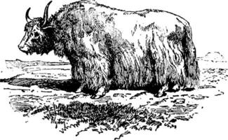 yak, ancien gravure. vecteur