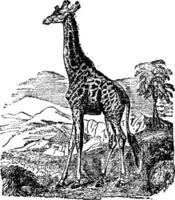 girafe, ancien gravure. vecteur