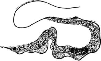 trypanosome, ancien illustration vecteur