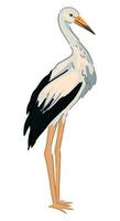 cigogne oiseau clipart. Célibataire griffonnage de sauvage animal isolé sur blanche. coloré vecteur illustration dans dessin animé style.