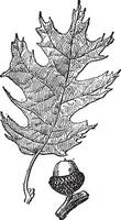 noir chêne ou quercus vélutine ancien gravure vecteur