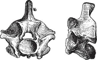 reptile vertèbres, ancien gravure vecteur