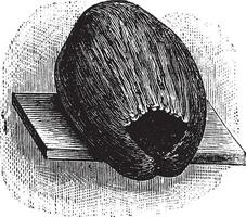 perruche nid fabriqué de noix de coco décortiquer et coquille, ancien gravure vecteur