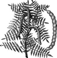 mesquite prosopis glanduleux ou mon chéri mesquite, ancien gravure. vecteur