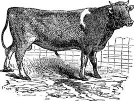 Aurigny, bétail, ancien gravure. vecteur
