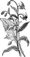 bourrache ou Borago officinale, fleurs, ancien gravure. vecteur