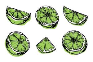 vecteur citron vert clipart. main tiré agrumes ensemble. fruit illustration. pour imprimer, la toile, conception, décor