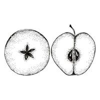 2 pommes tranches pour Réchauffé du vin. Haut vue fruit main tiré illustration pour café, restaurante menu, emballage produit ou emballage vecteur