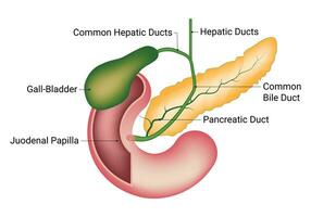 commun hépatique conduits science conception vecteur illustration
