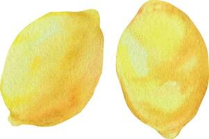 illustration de citron dans aquarelle. aquarelle style de citron fruit sur blanc Contexte. vecteur