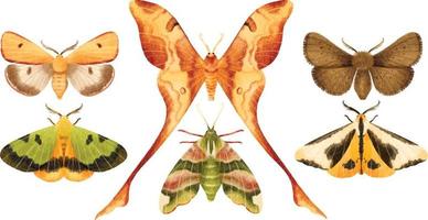 collection d'illustrations peintes à la main aquarelle papillon papillon vecteur