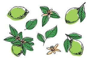 vecteur citron vert clipart. main tiré agrumes ensemble. fruit illustration. pour imprimer, la toile, conception, décor