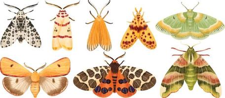 collection d'illustrations peintes à la main aquarelle papillon papillon