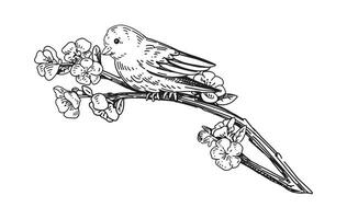 sauvage oiseau est assis sur une épanouissement branche contour clipart. printemps temps griffonnage. vecteur illustration dans gravure style isolé sur blanche.
