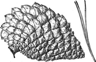 pin cône de Monterey pin ancien illustration. vecteur