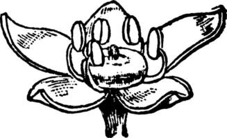 pilocarpe fleur ancien illustration. vecteur
