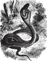 encapuchonné serpent, ancien illustration. vecteur