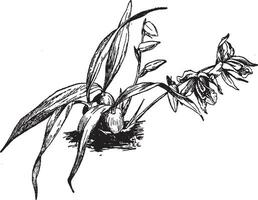 coelogyne Cristata ancien illustration. vecteur