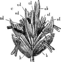 épillet de blé ancien illustration. vecteur