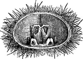 mastication appareil de échine livide ancien illustration. vecteur