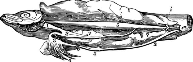 le alimentaire canal de le hareng ancien illustration. vecteur