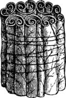 section de saule feuilles roulé par une chenille ancien illustration. vecteur