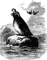 huppé pingouin ancien illustration. vecteur