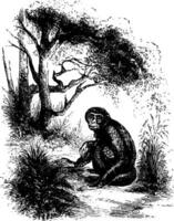 diadème singe, ancien illustration. vecteur