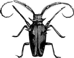 Capricorne scarabée, ancien illustration. vecteur