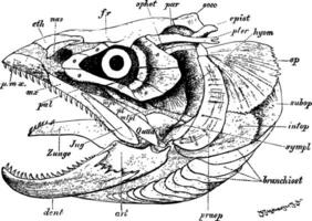 poisson crâne, ancien illustration vecteur