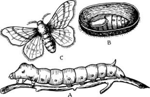 soie papillon de nuit étapes, ancien illustration. vecteur