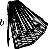 un colonne vertébrale sur le ventral ailette de une osseux poisson, ancien illustration. vecteur
