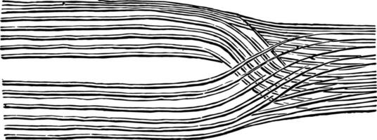 nerf des filaments, ancien illustration. vecteur