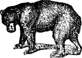 noir ours, ancien illustration. vecteur