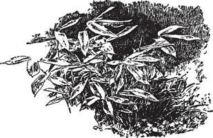 bambusa palmata literie ancien illustration. vecteur