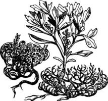 illustration de les racines et Jéricho Rose ancien illustration. vecteur
