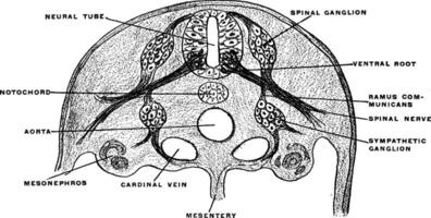 développement de spinal nerf, ancien illustration. vecteur