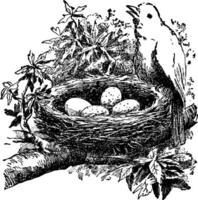 oiseau et nid, ancien illustration. vecteur