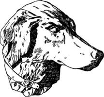 chasse chien tête a été conçu par Habenschaden de Munich, ancien gravure. vecteur