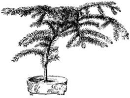 araucaria excelsa ancien illustration. vecteur