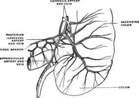 artères et veines de le caecum et annexe, ancien illustration. vecteur