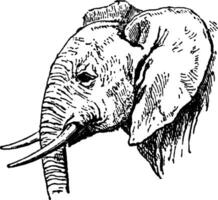 éléphant d'Afrique, illustration vintage. vecteur