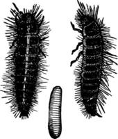 scarabée en cuir, illustration vintage. vecteur