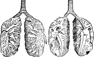 poumons de une pigeon, ancien illustration. vecteur