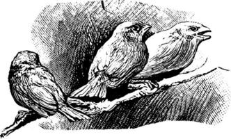 Trois des oiseaux, ancien illustration. vecteur